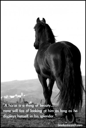 lovely horse is always an experience…. It is an emotional ...