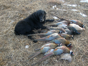 These are the pheasant hunting jobspapa Pictures