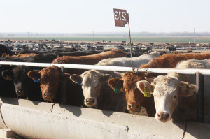 Cattle Outlook: Pressure on feeder cattle futures