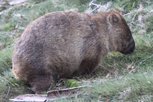 Wombat Date April Usage Notes