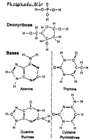 oxy ribonucleic acid