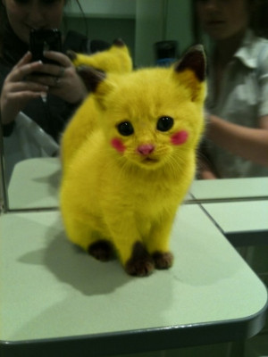 lustige gelbe katze pikachu bilder, lustige gelbe katze pikachu foto ...