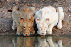 Pictured: White lion cub Shinga (right) with its tawny cousin Shikota ...