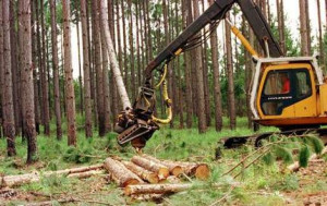 Willmott sorts the wood from the trees to meet the shortage.