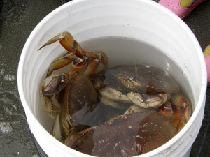 crab mentality sometimes referred to as crabs in the bucket