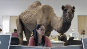 happy hump day camel geico