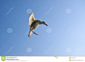 Funny Seagull Royalty Free Stock Photo Image
