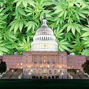 ... 26, 2015 and as of today Marijuana is legal in Washington D.C