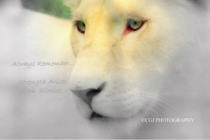 White lion, lion, quotes, sayings, white, strength, bars,