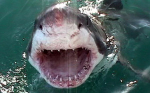 great-white-shark_1558367a.jpg