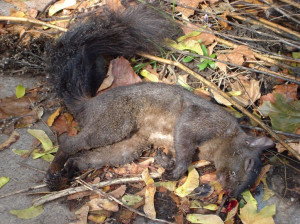 The Importance of Wild-Animal Suffering