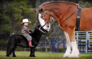 Small Horse, Big Horse