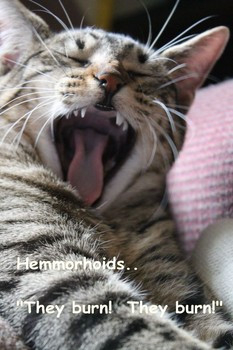 Funny Image Cat Supposedly Suffering From Hemorrhoids