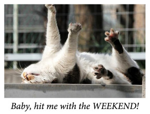 Cat Waiting for the Weekend [funny photo]
