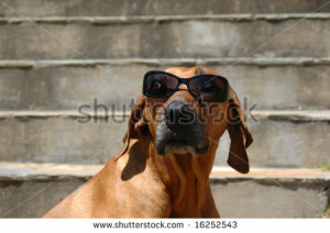 ... Ridgeback hound dog head portrait with sunglasses - stock photo