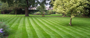 Striped Lawn