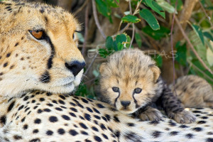 Baby Cheetah Photos