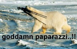 funny-polar-bear-moment-paparazzi.jpg