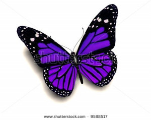 Purple Butterflies ♡ - butterflies Photo