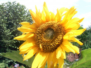 Sunflower Quotes For Kids Love relationship quotes