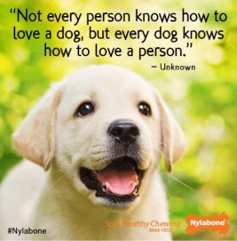 ... how to love a dog, but every dog knows how to love a person.