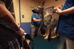 service dog helps wounded veteran cope with ptsd army veteran brad ...