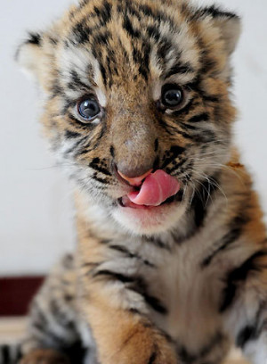 baby cute tiger weheartit stripes Tongue