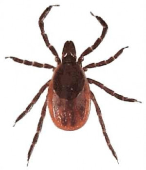 Tag Archives: get rid of deer ticks