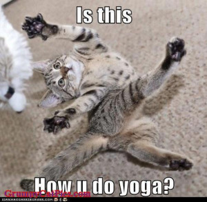 YOGA CAT - How Fo You Do It ... Cat Pose