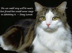... be mans best Friend but would never stoop to Admitting it - Cat Quote