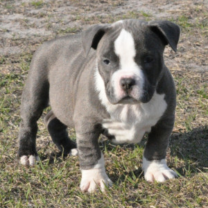 Blue Bully Pitbull Puppies