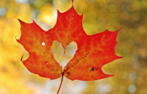 Leaf maple, heart, heart, autumn, close-up wallpapers (photos ...
