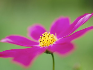 Cosmos-Flower-Image-Pink-Flower-on-Green-Background-Yellow-Stamen.jpg