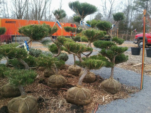 SCOTCH PINE POM POM