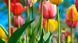 Download Tulip field 1366x768 Wallpaper
