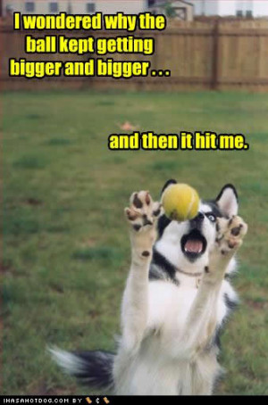 Funny Image Collection