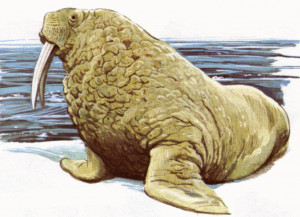 Walrus Nice Picture