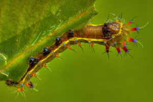 Emperor gum moth caterpillar: Beautiful Bugs, Moth Opodipthera, Class ...