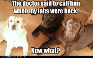 Funny Lab Jokes http://dobrador.com/labs-are-back/