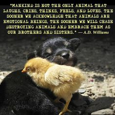 All animals feel and love!