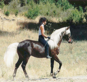Bareback trail riding is common among Rocky owners, who appreciate the ...