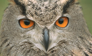 night-owl.png#Night%20Owl