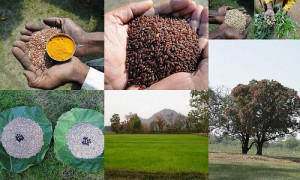 Validated and Potential Medicinal Rice Formulations for High Blood ...