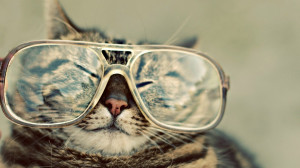 Image: Funny Cat wallpapers and stock photos