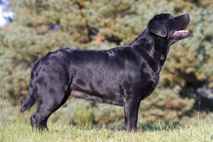 Field Bred BLACK lab. Best family/hunting dog bred in the world today.