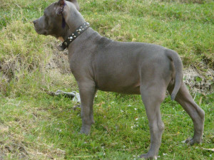 pitbull blue nose cachorros mco bluenose