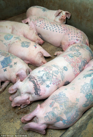 ... poor tattooed pigs have animal rights campaigners sizzling in anger
