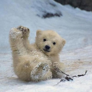 10 Precious Pictures of Baby Polar Bears