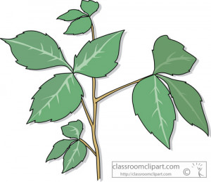 Poison Ivy Leaf Clipart...