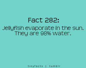 Fact Quote ~ Jellyfish evaporate in the sun. They’re 98% water.